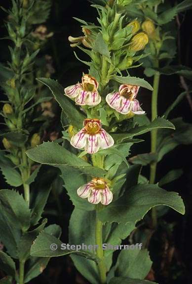 penstemon deustus 1 graphic